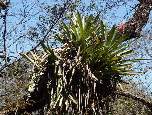 A rare early spring Bromeliad bloom.